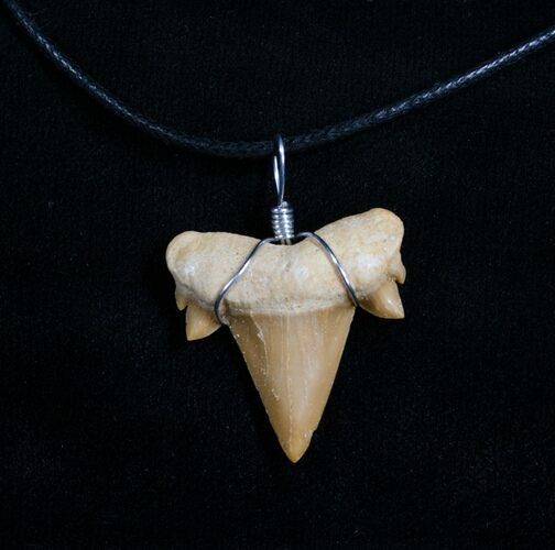 Fossil Otodus Shark Tooth Necklace For Sale (#4960) - FossilEra.com